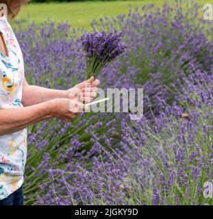 Frau schneidet Lavendelpflanzen in Blüte von einer Lavendelfarm Stockfoto