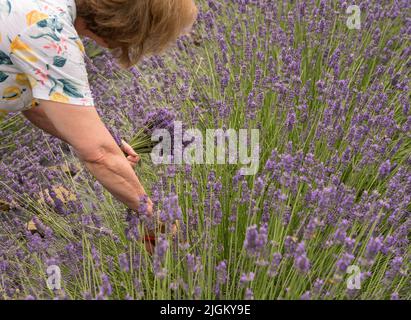 Frau schneidet Lavendelpflanzen in Blüte von einer Lavendelfarm Stockfoto