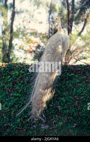 Weißer Pfau auf Steinzaun Stockfoto