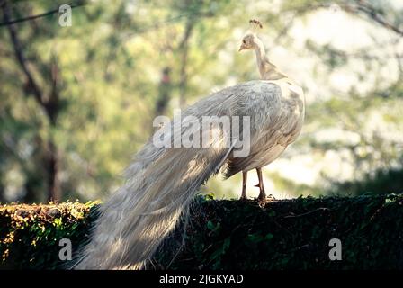 Weißer Pfau auf Steinzaun Stockfoto