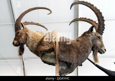 Die Kunst der Präparierung, den Körper des Tieres durch Montage oder Füllung zu bewahren, zum Zweck der Ausstellung oder Studie. Jagdtrophäen. Stockfoto