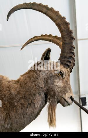 Die Kunst der Präparierung, den Körper des Tieres durch Montage oder Füllung zu bewahren, zum Zweck der Ausstellung oder Studie. Jagdtrophäen. Stockfoto