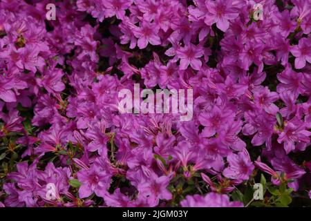 Pink Rhododendrons im Sir Harold Hillier Gardens Ampfield Romsey Hampshire England Stockfoto