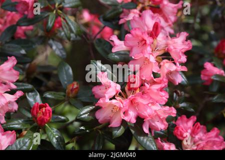 Nahaufnahme des Clusters der rosa Azaleen im Sir Harold Hillier Gardens Ampfield Romsey Hampshire England Stockfoto