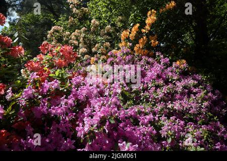 Rhododendren im Sir Harold Hillier Gardens Ampfield Romsey Hampshire England Stockfoto