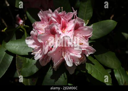 Ein Haufen rosafarbenes Rhododendron im Sir Harold Hillier Gardens Ampfield Romsey Hampshire England Stockfoto