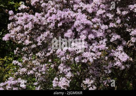 Pink Rhododendrons im Sir Harold Hillier Gardens Ampfield Romsey Hampshire England Stockfoto