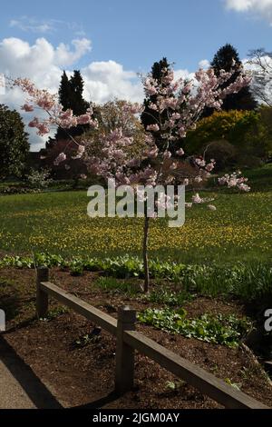 Prunus die Braut Baum in Blüte in Wisley RHS Gardens Surrey England Stockfoto