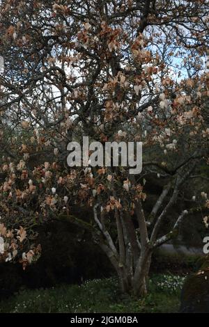 Magnolia von Frost Damage getroffen, die die Blumen braunen Wisley Gardens Surrey England Stockfoto