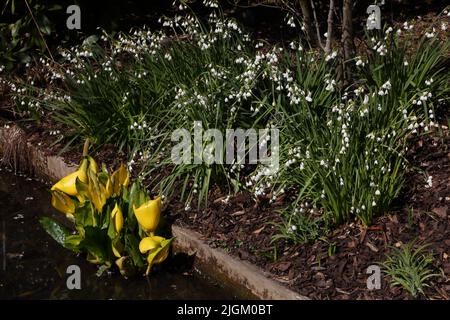 Yellow Skunk Cabbage (Lysichton Americanus) und Summer Snowflake (Leucojum Aestivum)by Stream in Wisley Gardens Surrey England Stockfoto