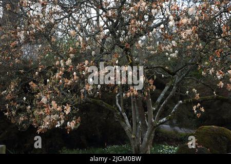 Magnolia von Frost Damage getroffen, die die Blumen braunen Wisley Gardens Surrey England Stockfoto