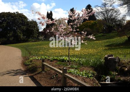 Prunus die Braut Baum in Blüte in Wisley RHS Gardens Surrey England Stockfoto