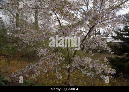 Prunus die Braut Baum in Blüte in Wisley RHS Gardens Surrey England Stockfoto