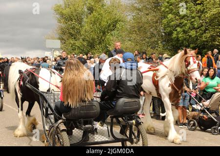 Farbige Pferde ziehen Menschen in Fallen entlang der belebten Straße. Appleby Horse Fair, Appleby in Westmorland, Cumbria Stockfoto