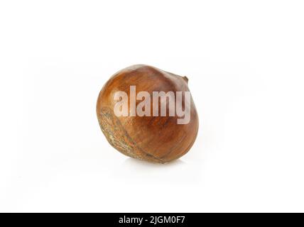 Einzelne Kastanie in Schale isoliert auf weißem Hintergrund Stockfoto