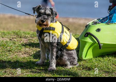 Ein süßer grauer Schnauzer Hund sitzt am Strand an einer Leine und trägt eine leuchtend gelbe Schwimmweste. Stockfoto