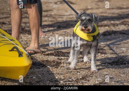 Ein süßer grauer Schnauzer Hund steht am Strand neben einem gelben Kajak und trägt eine leuchtend gelbe Schwimmweste für den Auftrieb des Hundes. Stockfoto