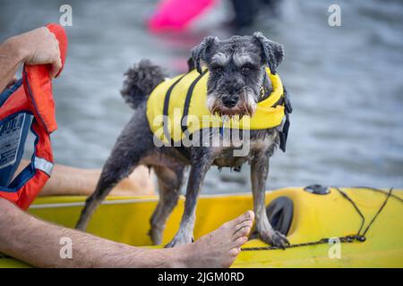 Ein süßer grauer Schnauzer Hund steht auf einem gelben Kajak auf dem Wasser und trägt eine leuchtend gelbe Schwimmweste Stockfoto