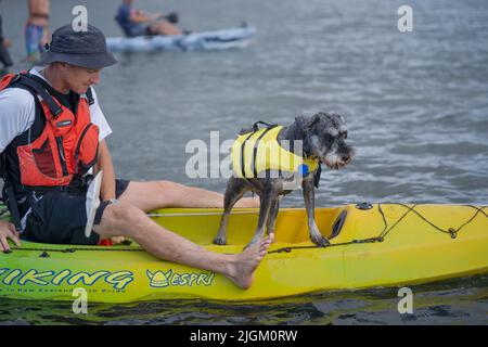 Ein süßer grauer Schnauzer Hund steht mit seinem Besitzer auf einem gelben Kajak und trägt eine leuchtend gelbe Schwimmweste für den Auftrieb des Hundes Stockfoto