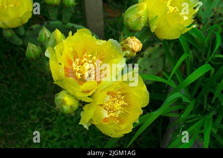 Leuchtend gelbe Blüten der Ostkiefer (Opuntia Humifusa), allgemein bekannt als Teufelszunge und Indianerfigur -02 Stockfoto