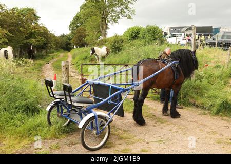 Ein Mann, der neben einem dunkelbraunen Zigeunerpferd und einer Falle steht. Appleby Horse Fair, Appleby in Westmorland, Cumbria, England, Vereinigtes Königreich Stockfoto