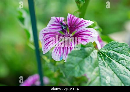 Lila und weiß gefärbte Malve (Malva vernachlässecta) blüht auf einem verschwommenen Hintergrund aus grünen Blättern -01 Stockfoto