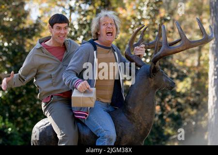 JIM CARREY, JEFF DANIELS, Dumm und Dümmer, 2014 Stockfoto