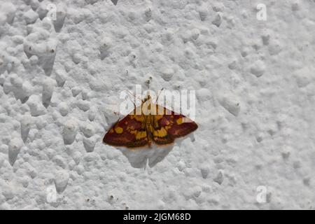 Nahaufnahme eines Minzmotten (Pyrausta aurata) der Familie Crambidae, auch bekannt unter dem gemeinsamen Namen Small Purple and Gold auf einer weißen Stupffelwand Stockfoto