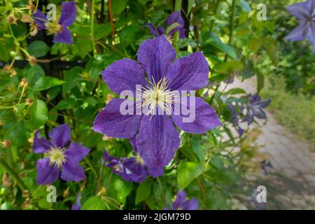 Clematis,Wisley,Blau,kräftiger, lang blühender, Laubkletterer mit zusammengesetzten, dunkelgrünen Blättern und halbnickenden, welligen, violett-blauen Blüten mit wickelkrümmen Stockfoto