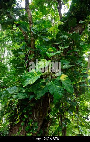 Araceae, Philodenreae, Philodendron Reben auf einem Baum im Srilanna Nationalpark in der Provinz Mae Taeng, nicht weit von Chiang Mai, Thailand Stockfoto