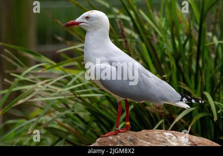 Nahaufnahme einer Pazifischen Möwe (Larus dominicanus) in Sydney, New South Wales, Australien (Foto: Tara Chand Malhotra) Stockfoto