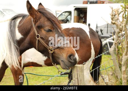 Nahaufnahme eines farbigen Pferdes, das an einen Pfosten gebunden ist. Appleby Horse Fair, Appleby in Westmorland, Cumbria, England, Vereinigtes Königreich Stockfoto