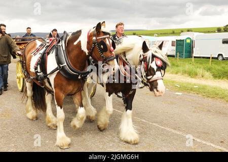 Zwei farbige Pferde ziehen einen Wagen am Campingplatz vorbei. Appleby Horse Fair, Appleby in Westmorland, Cumbria, England, Vereinigtes Königreich Stockfoto