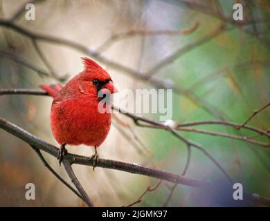 Ein nördlicher Kardinal sitzt an einem kalten Wintertag in Minnesota in einer Birke. Stockfoto