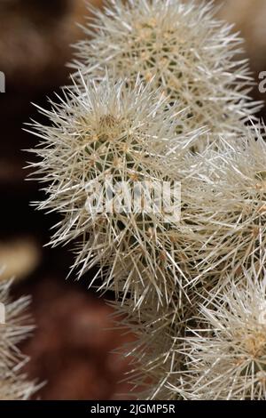 Tan-ummantelte Dornen verdecken trichomatische Glochidiatareole von Cylindropuntia bigelovii, Cactaceae, die in der nordwestlichen Sonoran-Wüste im Winter beheimatet sind. Stockfoto