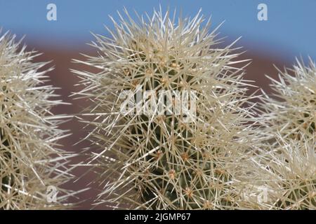 Tan-ummantelte Dornen verdecken trichomatische Glochidiatareole von Cylindropuntia bigelovii, Cactaceae, die in der nordwestlichen Sonoran-Wüste im Winter beheimatet sind. Stockfoto