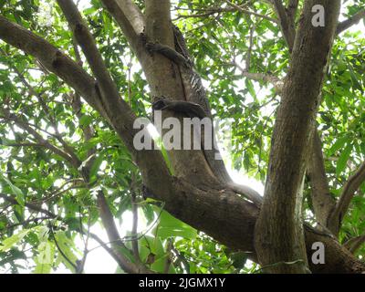 Asiatischer Wassermonitor oder Varanus-Salvator am Baum im Wald, gelbe Kreismuster und Linien auf der schwarzen Haut des Reptils in Thailand Stockfoto