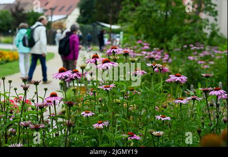 Beelitz, Deutschland. 08.. Juli 2022. Auf dem Gelände der Laga State Garden Show sind Blumenbeete mit blühendem purpurem Blütenkäfer Echinacea purea zu sehen. (To dpa: Bisher 230.000 Besucher auf der Landesgartenschau in Beelitz) Quelle: Jens Kalaene/dpa/Alamy Live News Stockfoto