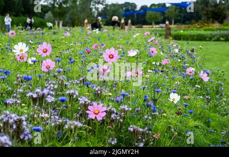 Beelitz, Deutschland. 08.. Juli 2022. Blühende Blumenbeete können auf dem Gelände der Laga State Garden Show gesehen werden. (To dpa: Bisher 230.000 Besucher auf der Landesgartenschau in Beelitz) Quelle: Jens Kalaene/dpa/Alamy Live News Stockfoto