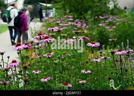 Beelitz, Deutschland. 08.. Juli 2022. Auf dem Gelände der Laga State Garden Show sind Blumenbeete mit blühendem purpurem Blütenkäfer Echinacea purea zu sehen. (To dpa: Bisher 230.000 Besucher auf der Landesgartenschau in Beelitz) Quelle: Jens Kalaene/dpa/Alamy Live News Stockfoto