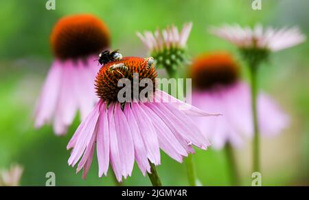 Beelitz, Deutschland. 08.. Juli 2022. Auf dem Gelände der Laga State Garden Show werden in einem Blumenbeet die Blüten der purpurnen Blütenblume Echinacea purea, die Heimat zahlreicher wilder Bienen ist, gesehen. (To dpa: Bisher 230.000 Besucher auf der State Garden Show in Beelitz) Quelle: Jens Kalaene/dpa/Alamy Live News Stockfoto