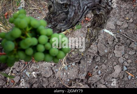 Iphofen, Deutschland. 11.. Juli 2022. Die Trauben wachsen in einem Weinberg auf trockenem Boden. Mit nicht einmal zehn Litern Niederschlag pro Quadratmeter war der Monat Juni in Unterfranken sehr trocken. Quelle: Karl-Josef Hildenbrand/dpa/Alamy Live News Stockfoto