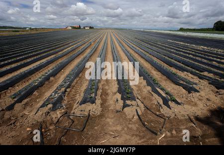 Kitzingen, Deutschland. 11.. Juli 2022. Wassertropfen aus einem künstlichen Bewässerungssystem bedecken die schwarzen Deckblätter auf einer Erdbeerplantage. Mit nicht einmal zehn Litern Niederschlag pro Quadratmeter war der Monat Juni in Unterfranken sehr trocken. Quelle: Karl-Josef Hildenbrand/dpa/Alamy Live News Stockfoto