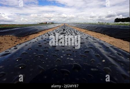 Kitzingen, Deutschland. 11.. Juli 2022. Wassertropfen aus einem künstlichen Bewässerungssystem bedecken die schwarzen Deckblätter auf einer Erdbeerplantage. Mit nicht einmal zehn Litern Niederschlag pro Quadratmeter war der Monat Juni in Unterfranken sehr trocken. Quelle: Karl-Josef Hildenbrand/dpa/Alamy Live News Stockfoto