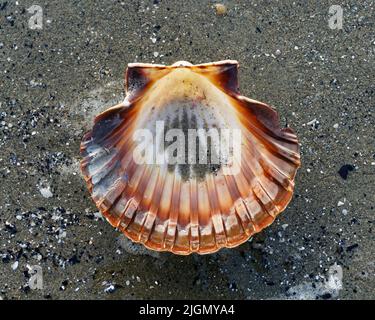 Eine Hälfte einer bihullen Schalkenhülle, die an einem Strand, Motueka, Neuseeland, aufgespült wurde. Stockfoto