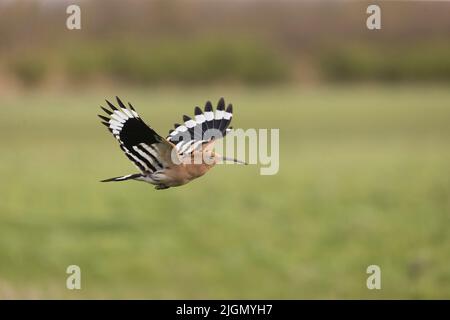 Eurasischer Wiedehopf Upupa epops, Erwachsenenfliegen, Hortobagy, Ungarn, April Stockfoto