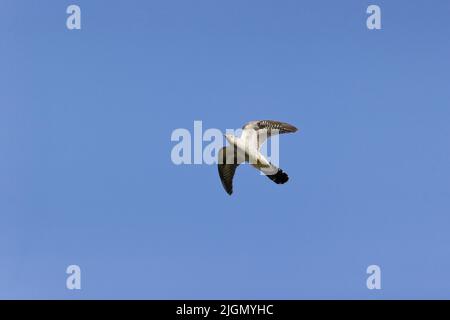 Kuckucksuck Cuculus canorus, fliegen für Erwachsene, Ungarn, April Stockfoto