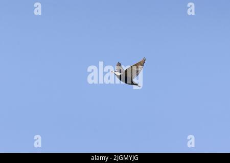 Gewöhnlicher Starstar Sturnus vulgaris, Zuchtgefieder Erwachsener, der mit Feder im Schnabel fliegt, Ungarn, April Stockfoto