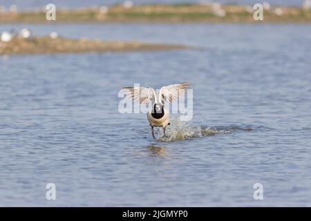 Barnacle Goose Branta leucopsis, Erwachsener, der über Wasser läuft, um zu fliegen, RSPB Minsmere Nature Reserve, Suffolk, England, Juni Stockfoto