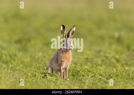 Europäischer Hase Lepus europeaus, auf der Wiese sitzender Erwachsener, Hortobagy, Ungarn, April Stockfoto